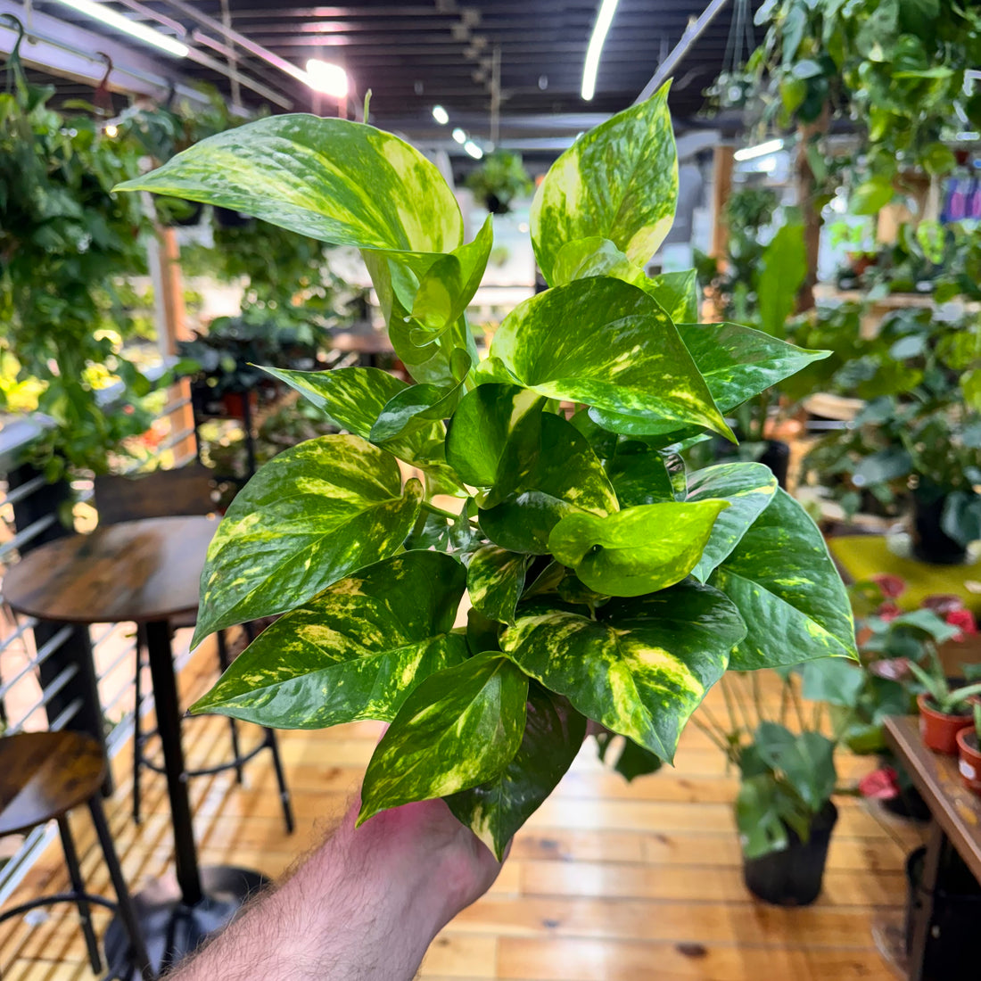 Pothos Hawaiian