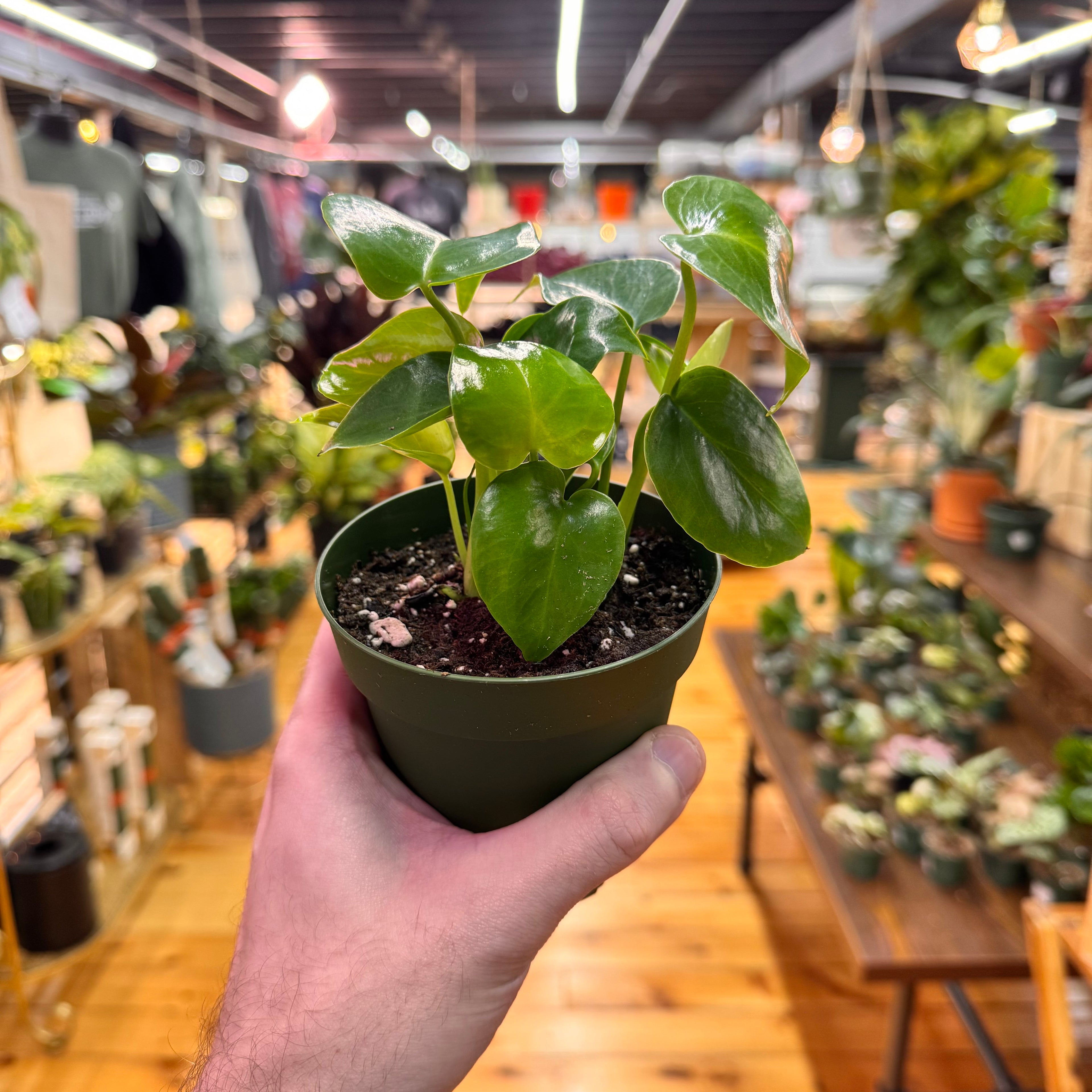 Monstera Deliciosa