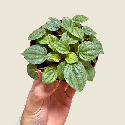 Peperomia Frost