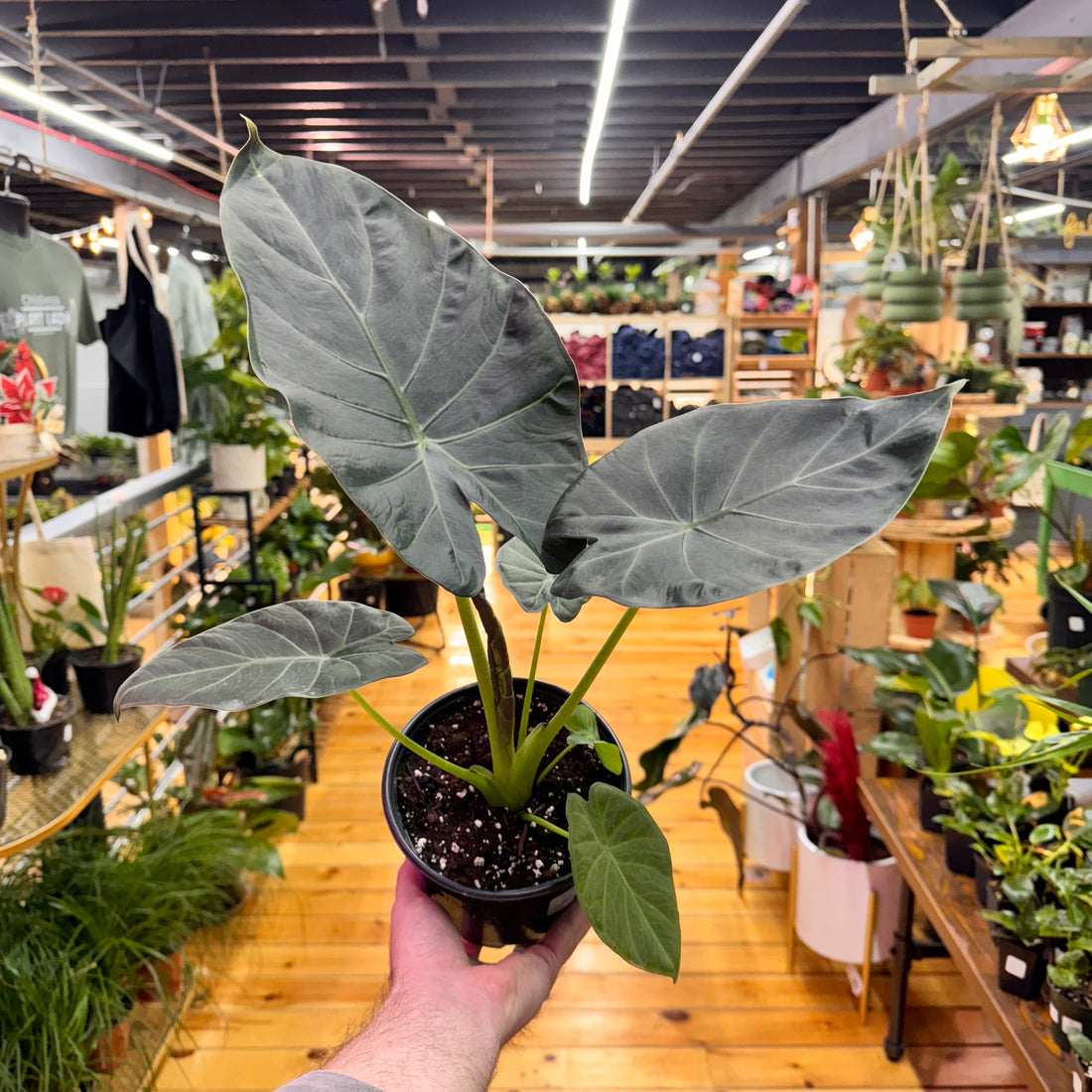 Alocasia Regal Shields