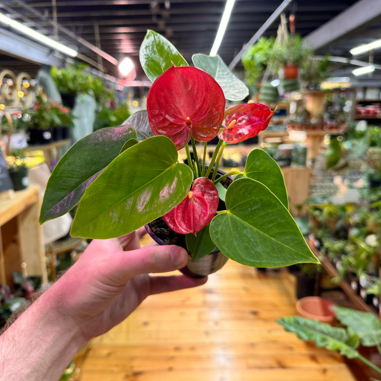 Anthurium Red