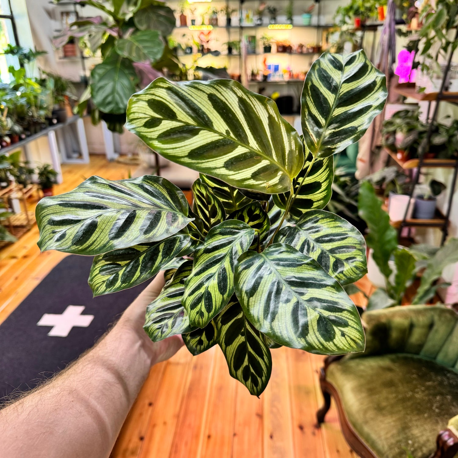 Calathea Makoyana