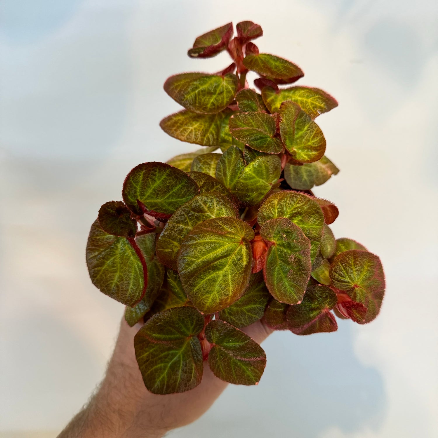 Begonia Manaus