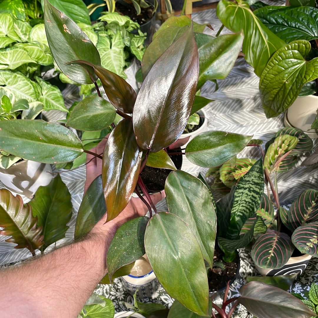 Philodendron Red Emerald