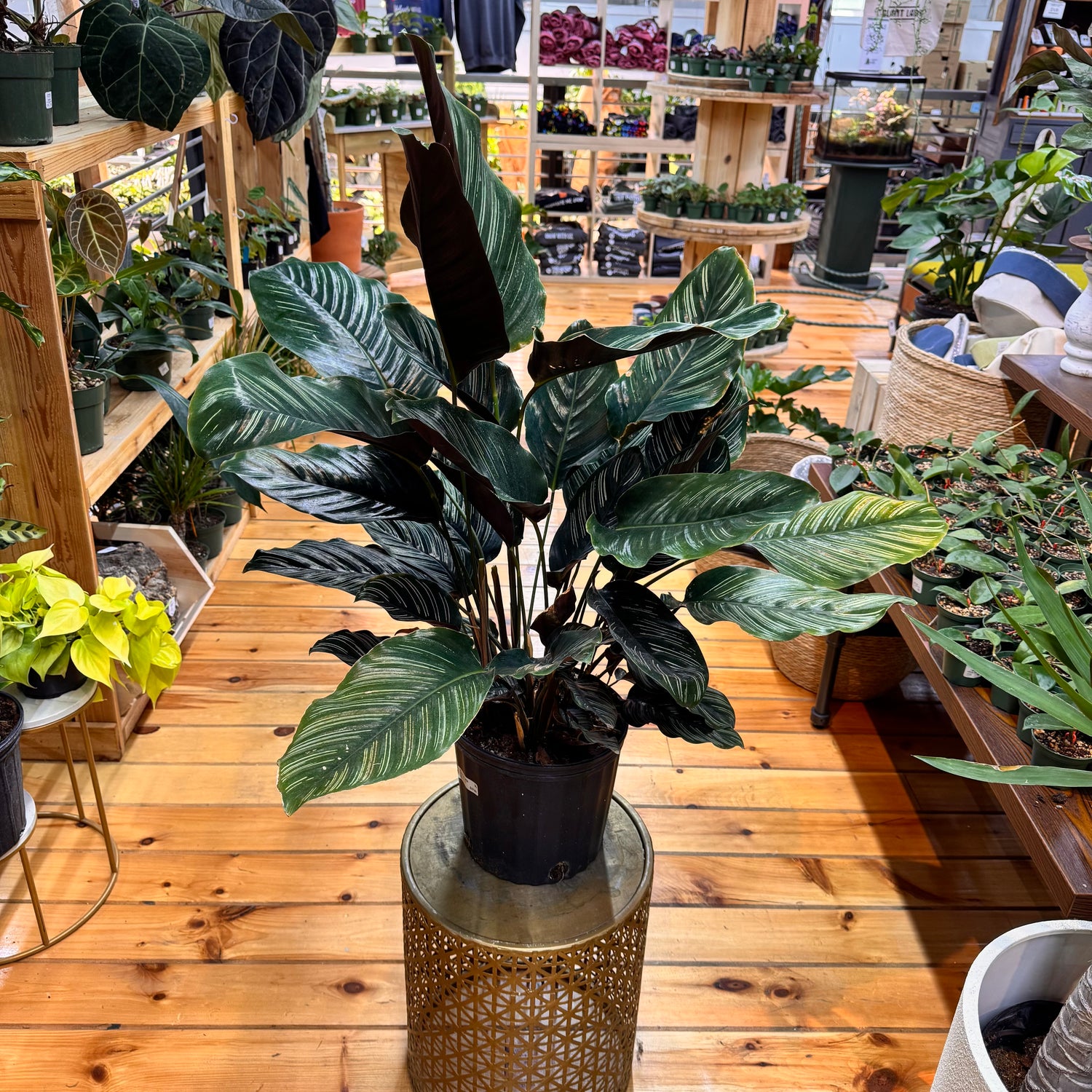 Calathea Ornata