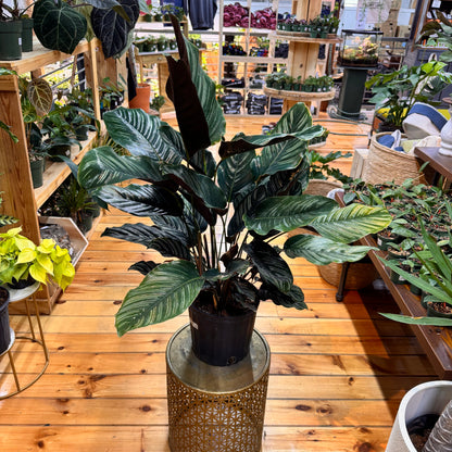 Calathea Ornata