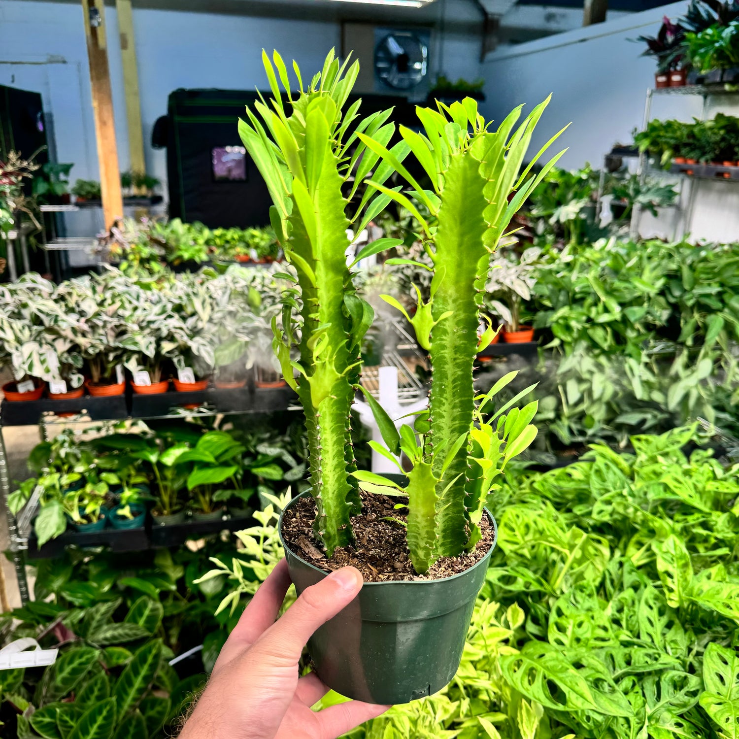 Euphorbia Trigona Green