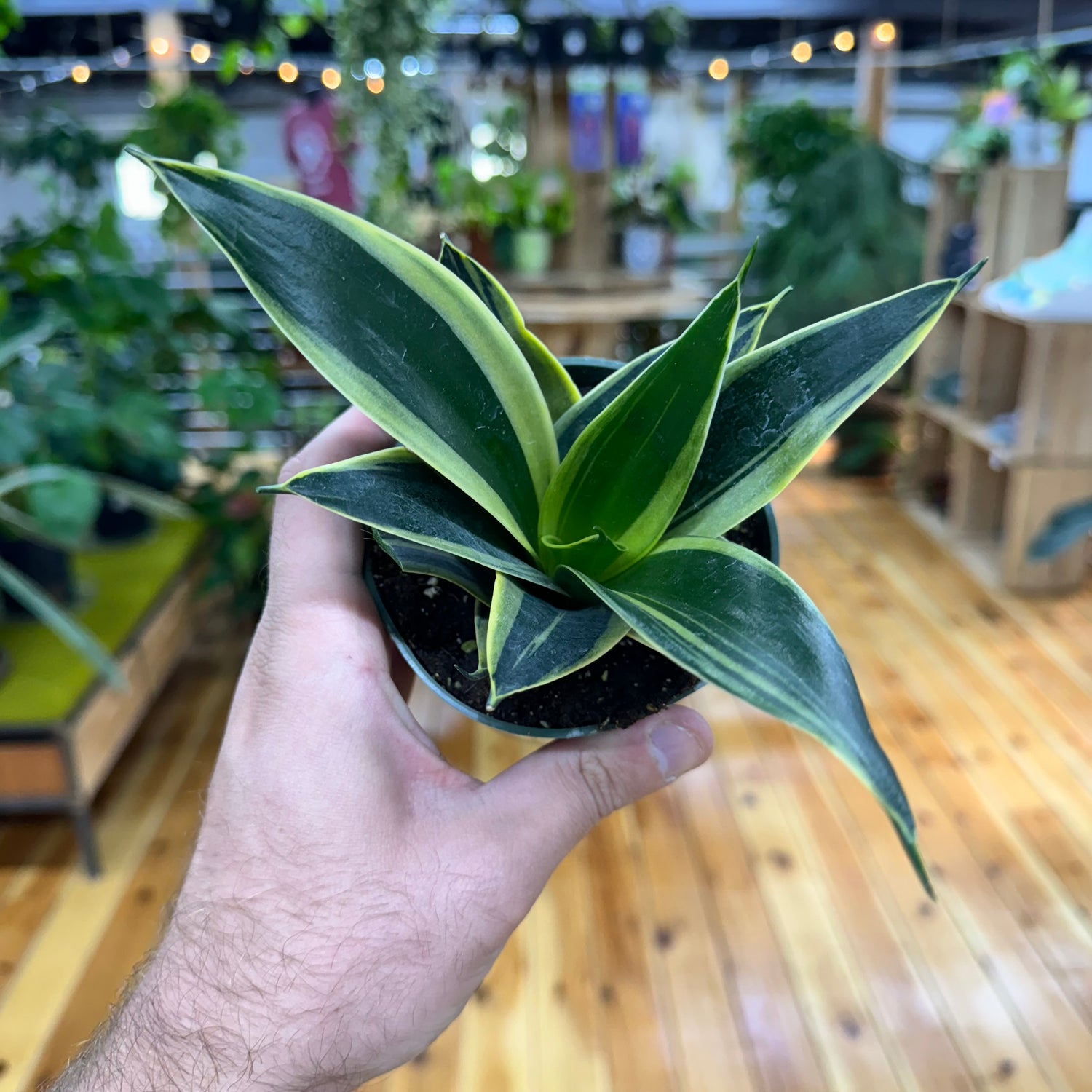 Sansevieria Black Gold