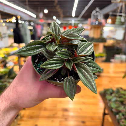 Peperomia Rosso