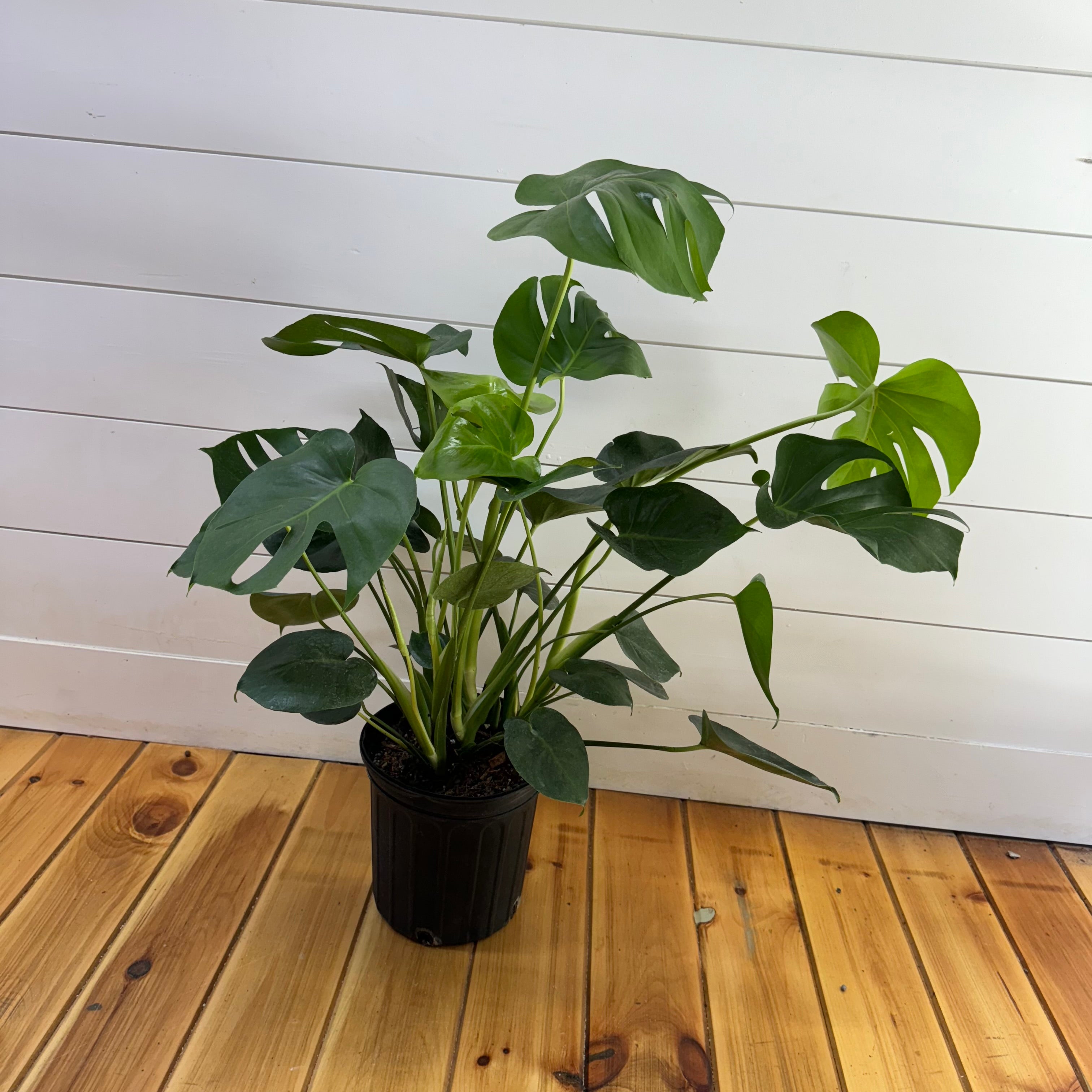 Monstera Deliciosa