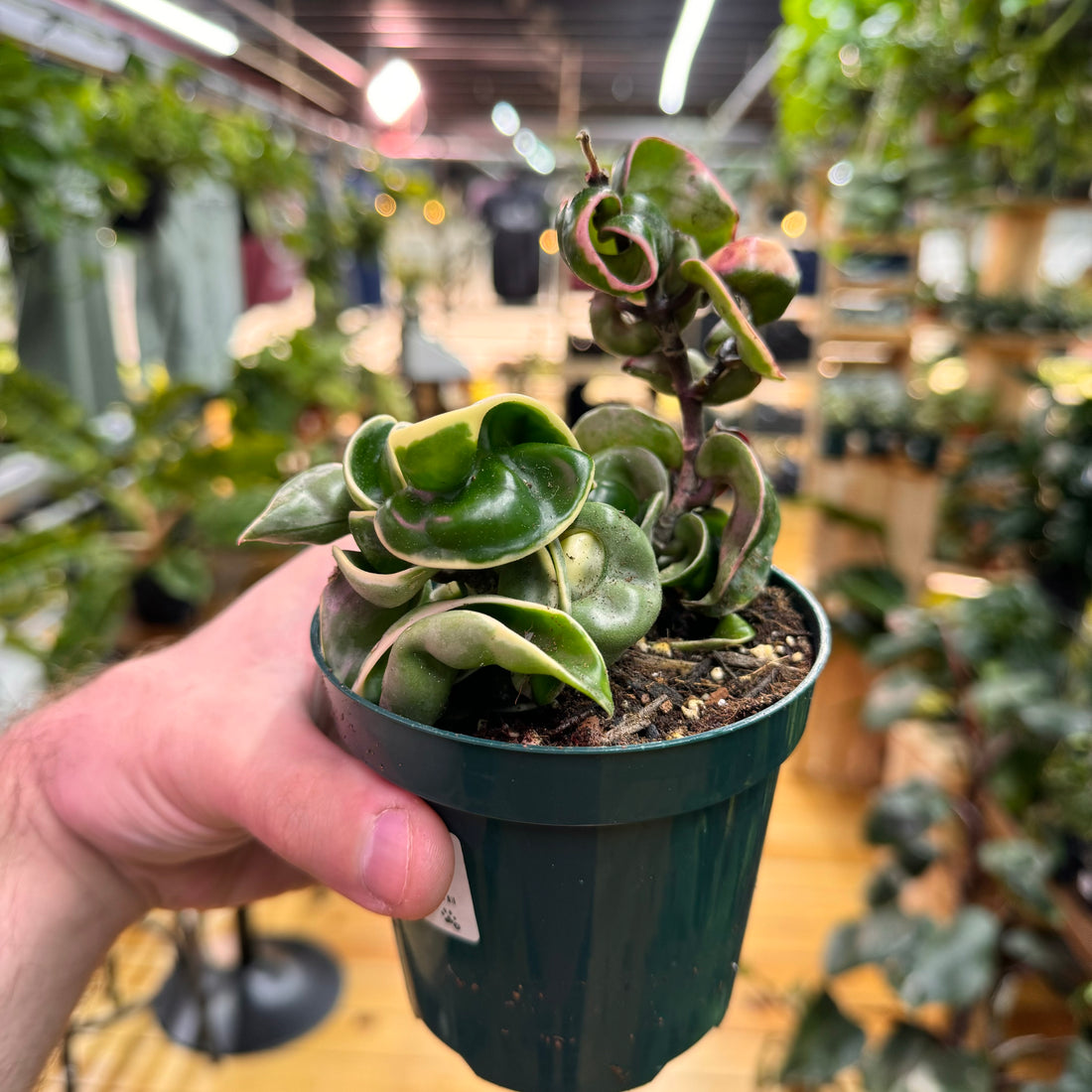 Hoya Rope Variegated