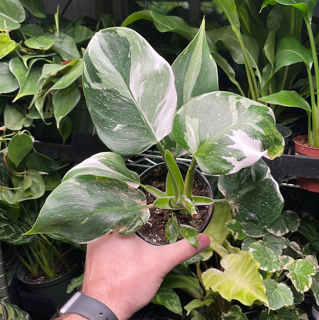 Philodendron Punctata