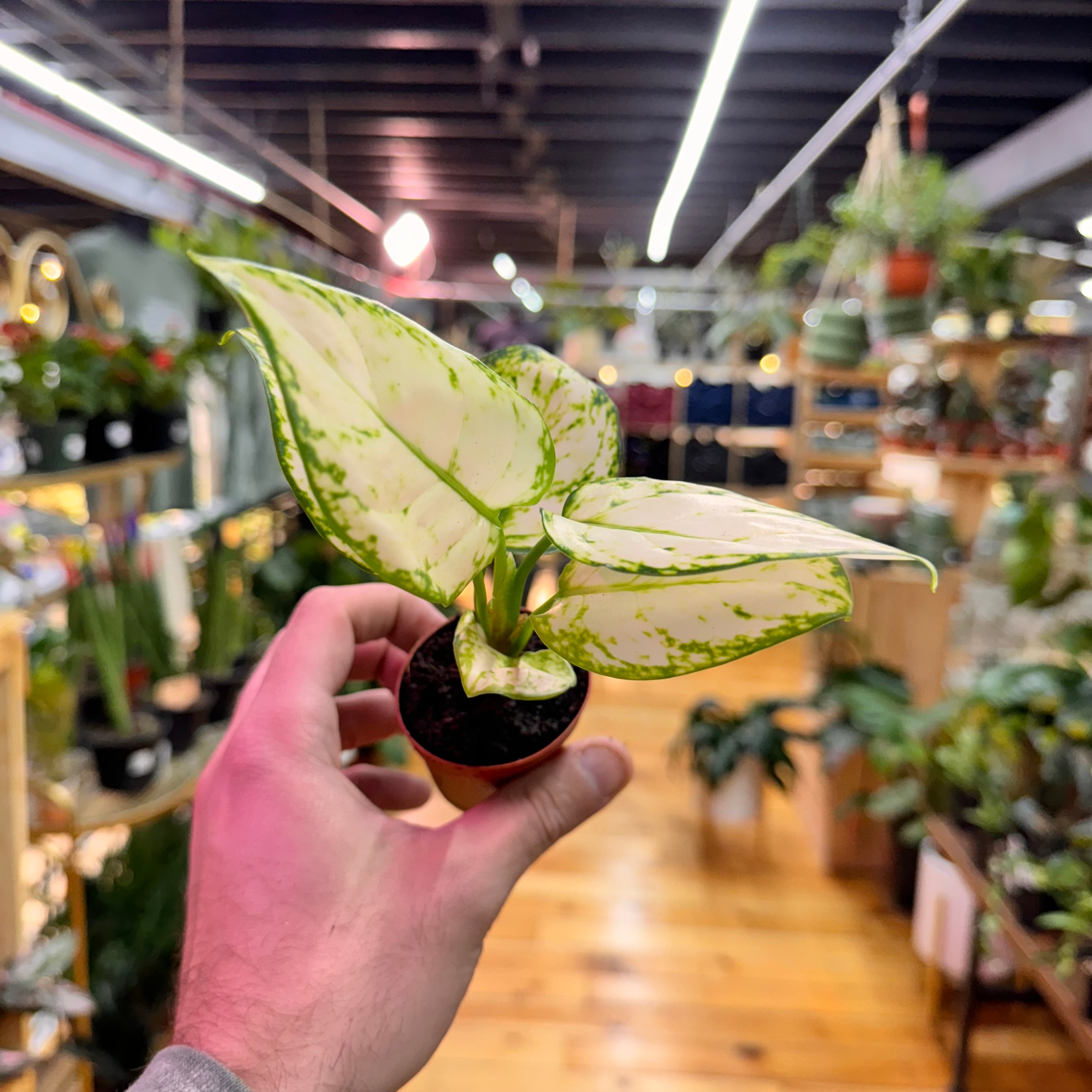 Aglaonema Super White