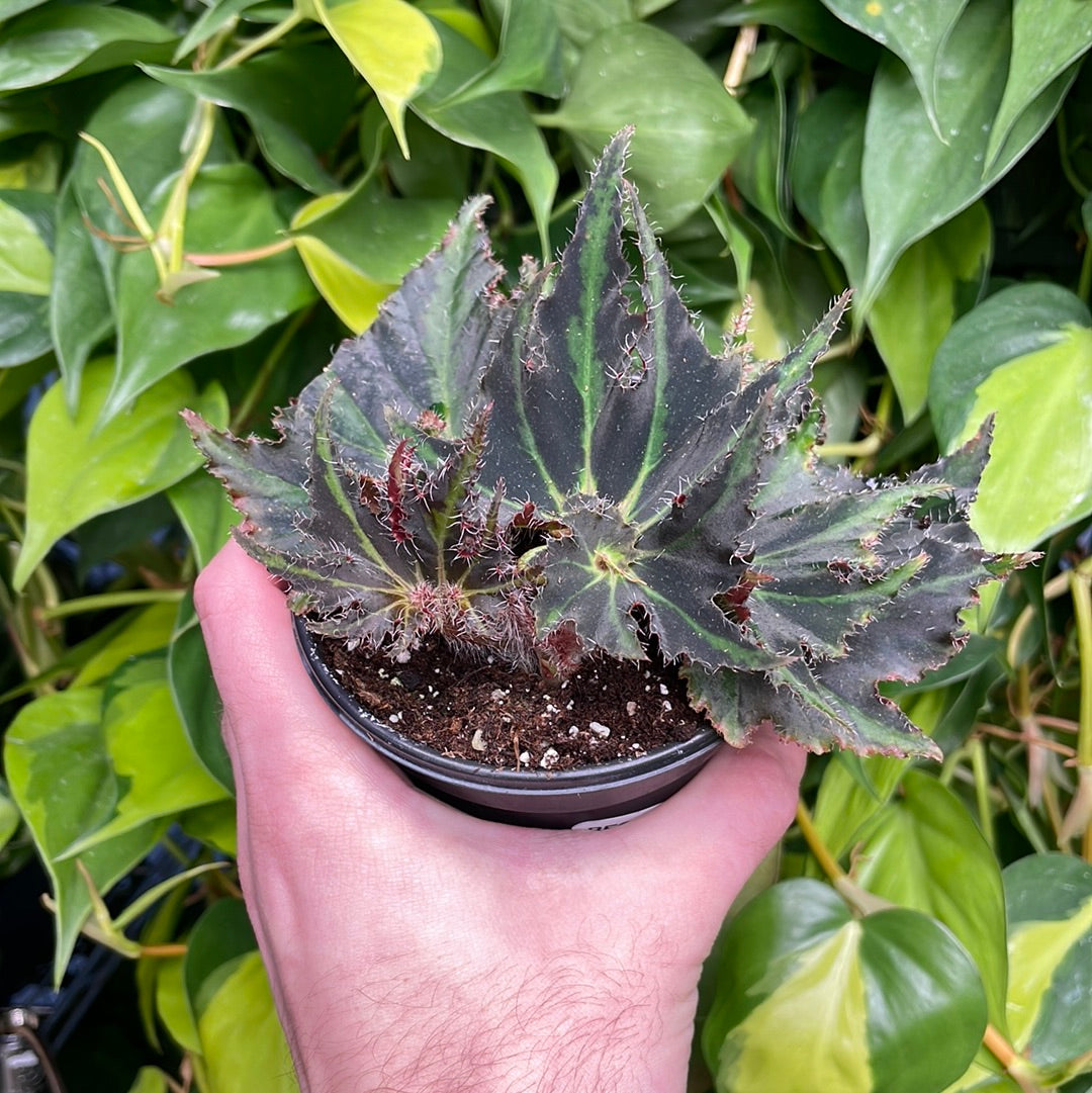 Begonia Comores