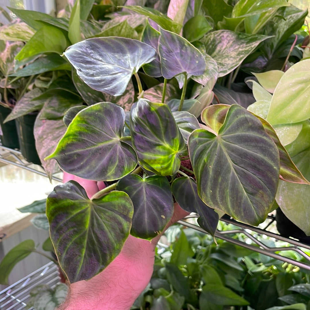 Philodendron Verrucosum