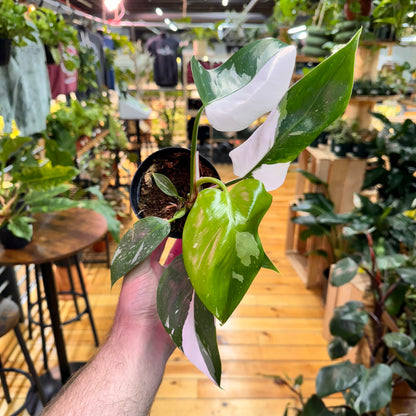 Philodendron White Princess