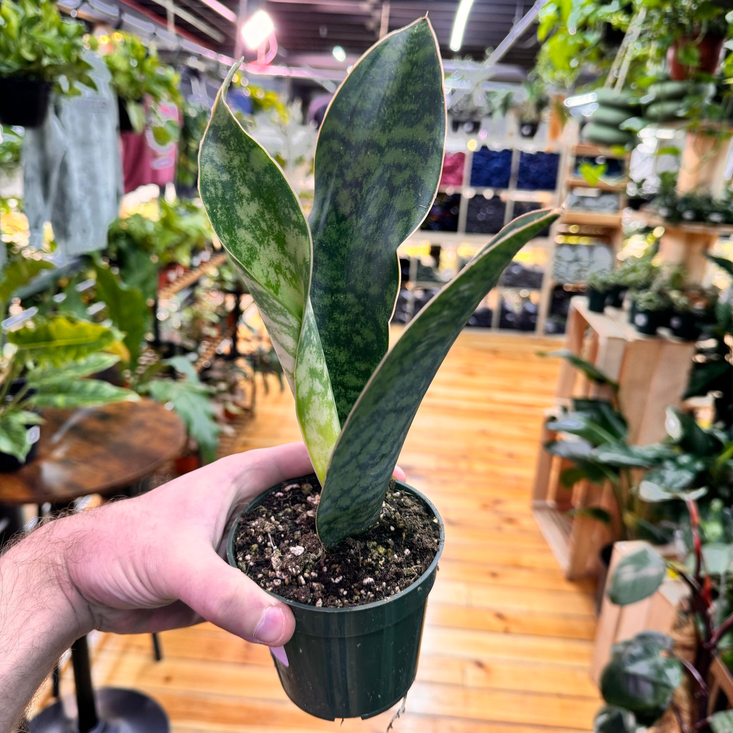 Sansevieria Whale Fin