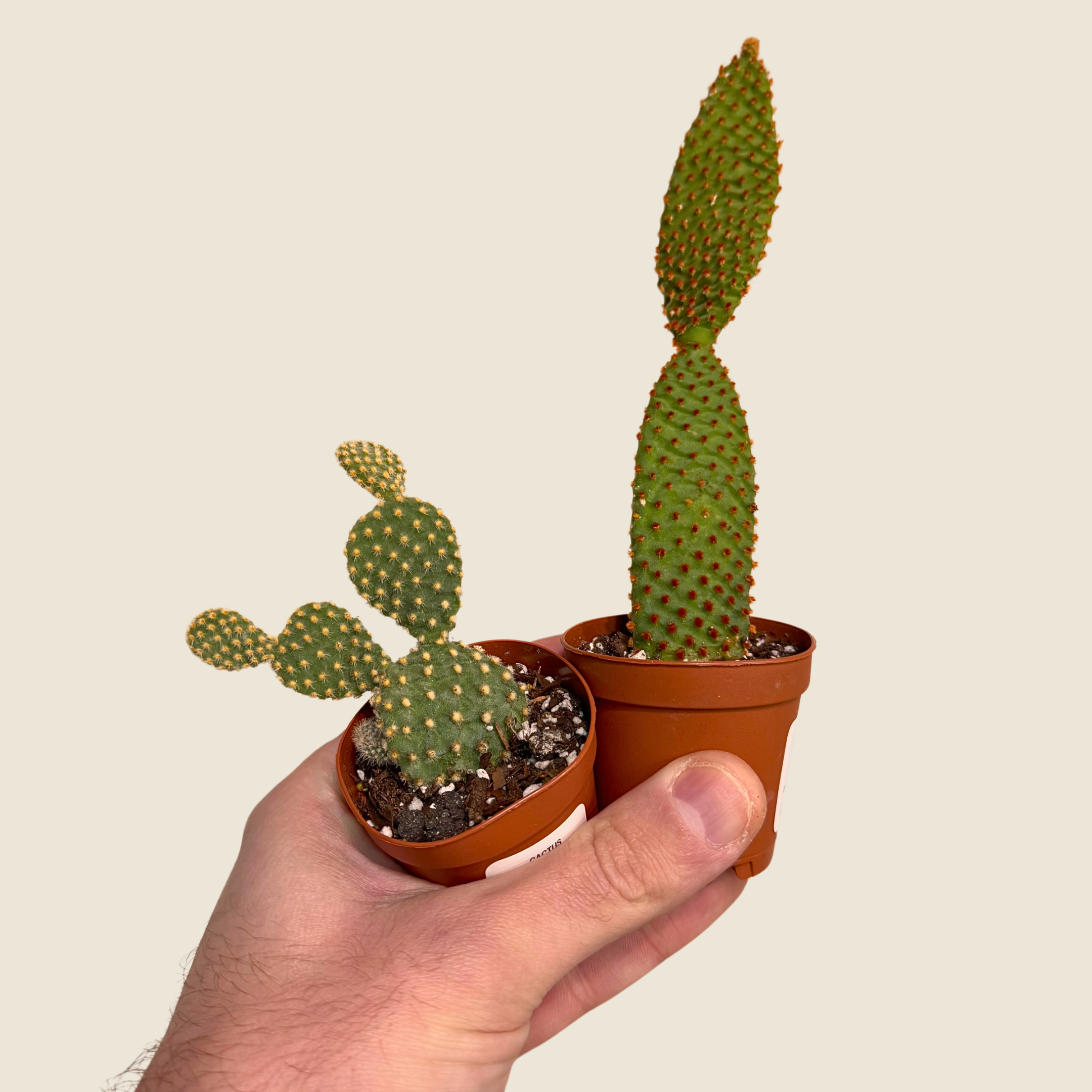 Assorted Small Cactus