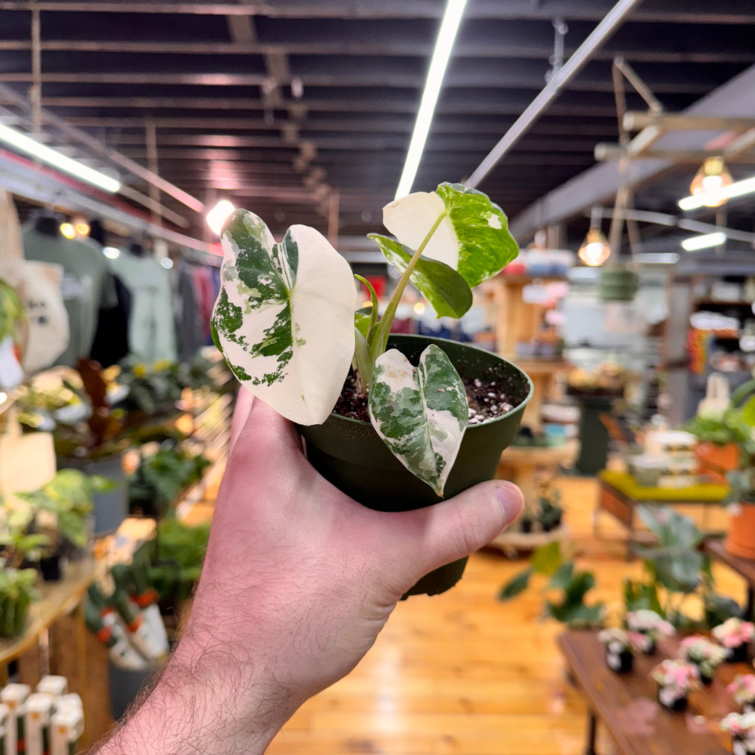 Alocasia Frydek Variegated