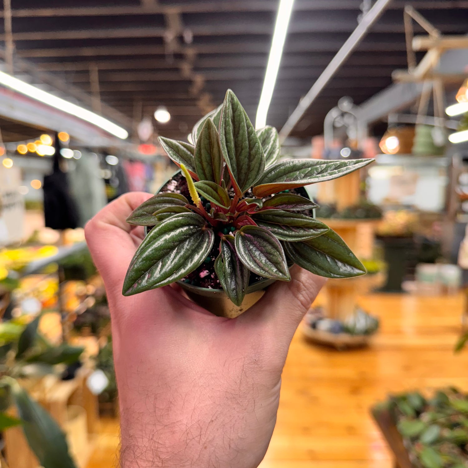 Peperomia Rosso