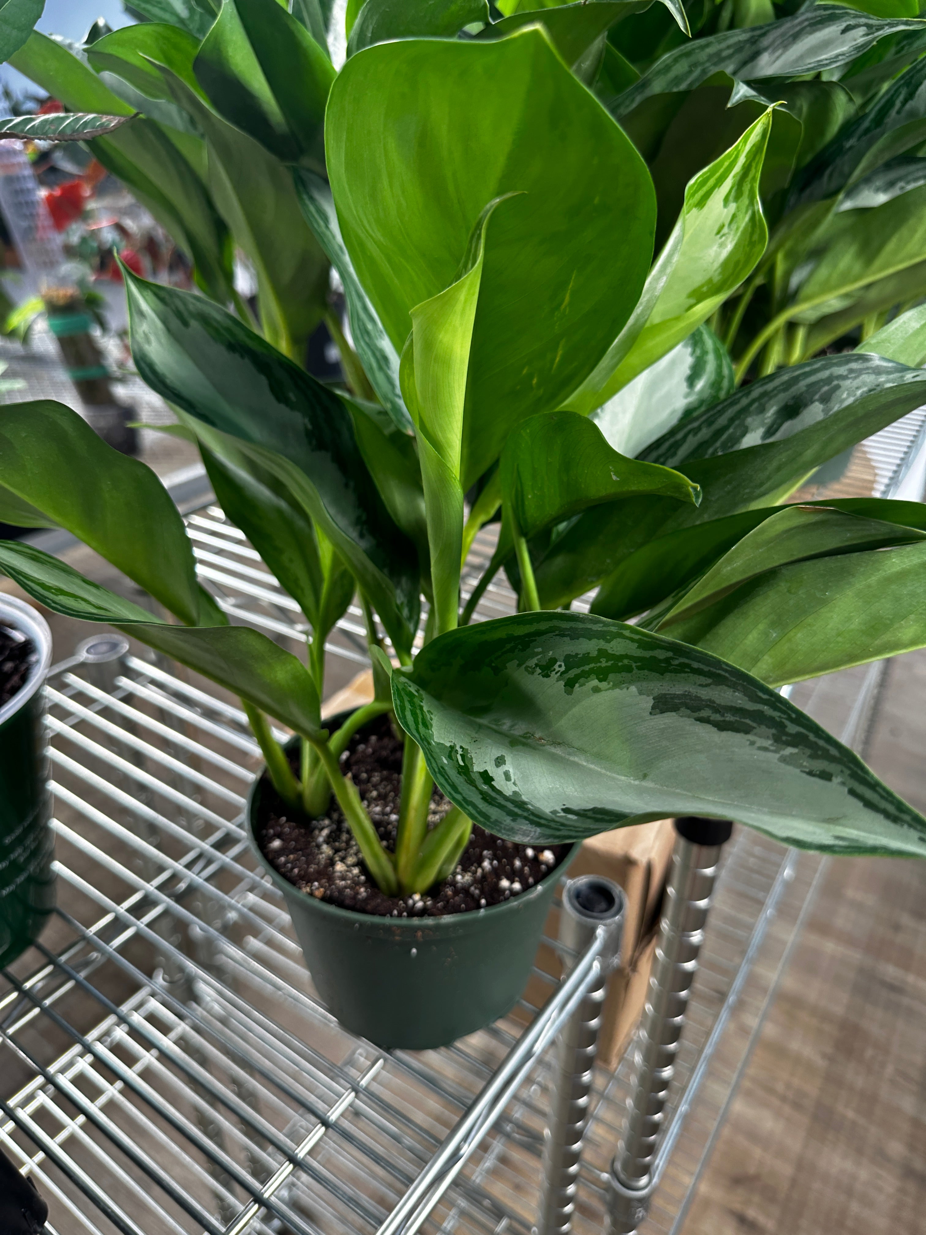 Aglaonema Silver Bay