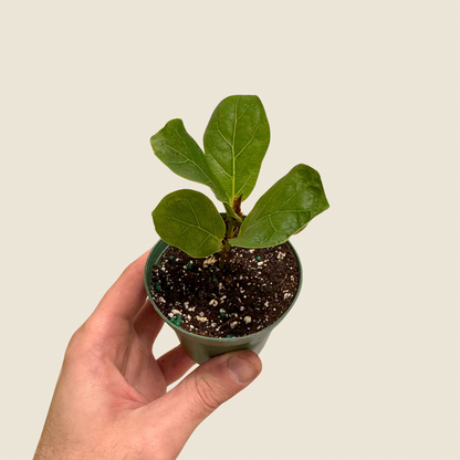Ficus Bambino