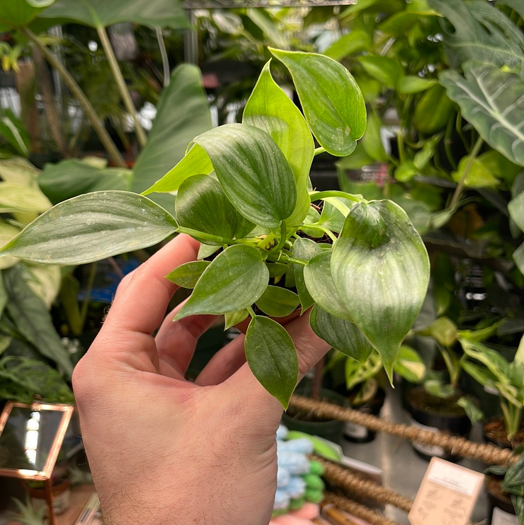 Philodendron Pastazanum Silver