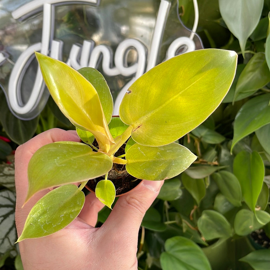 Philodendron Golden Melinonii