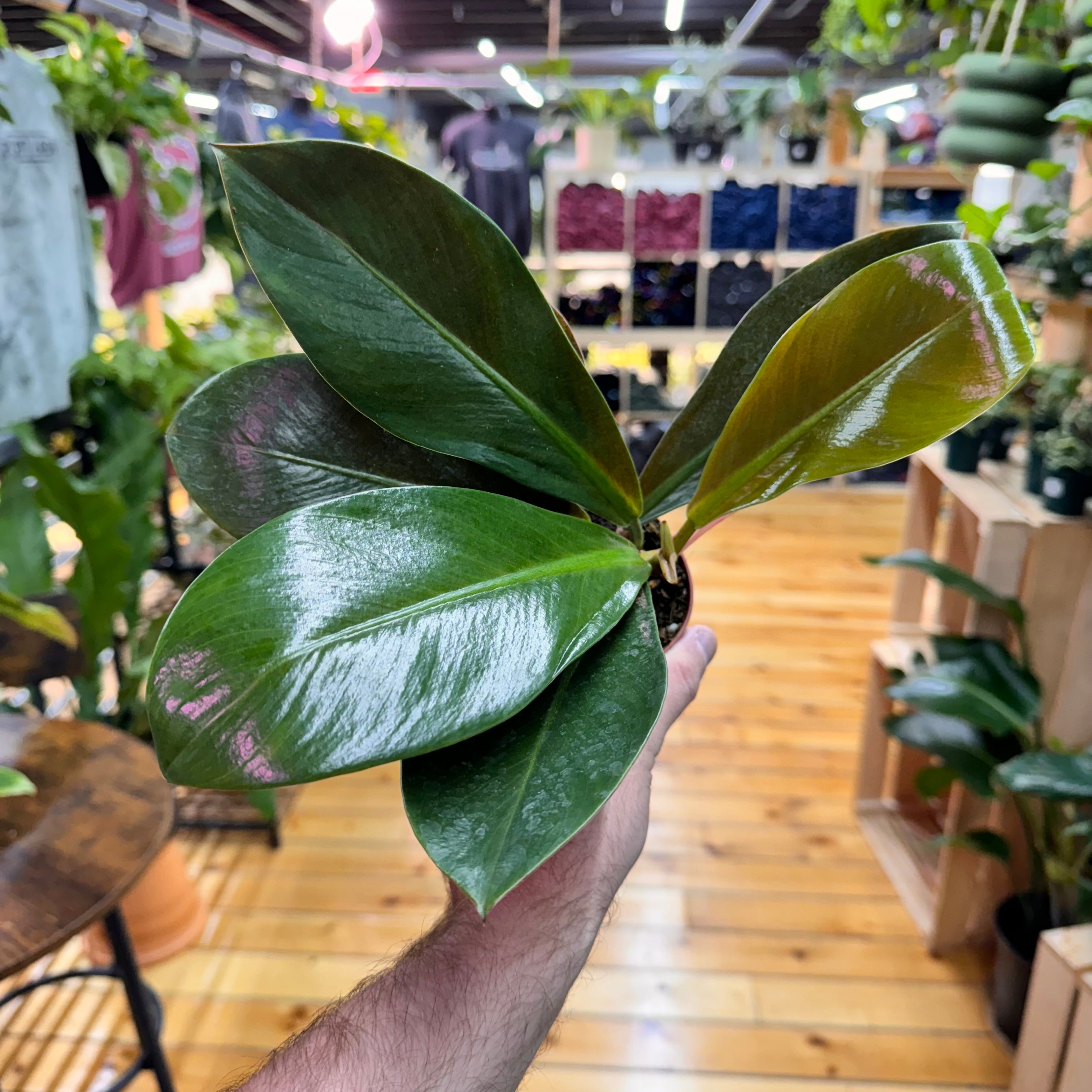 Philodendron Linnae Kunth