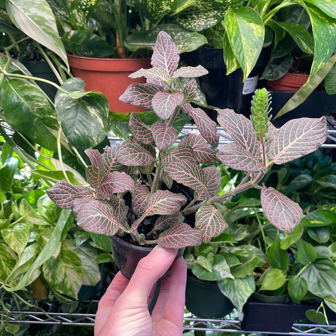 Fittonia Nerve Plant