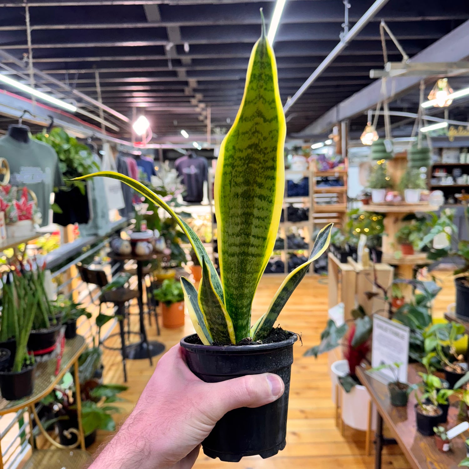 Sansevieria Laurentii