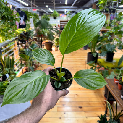 Tacca Chantrieri ‘Black Bat’