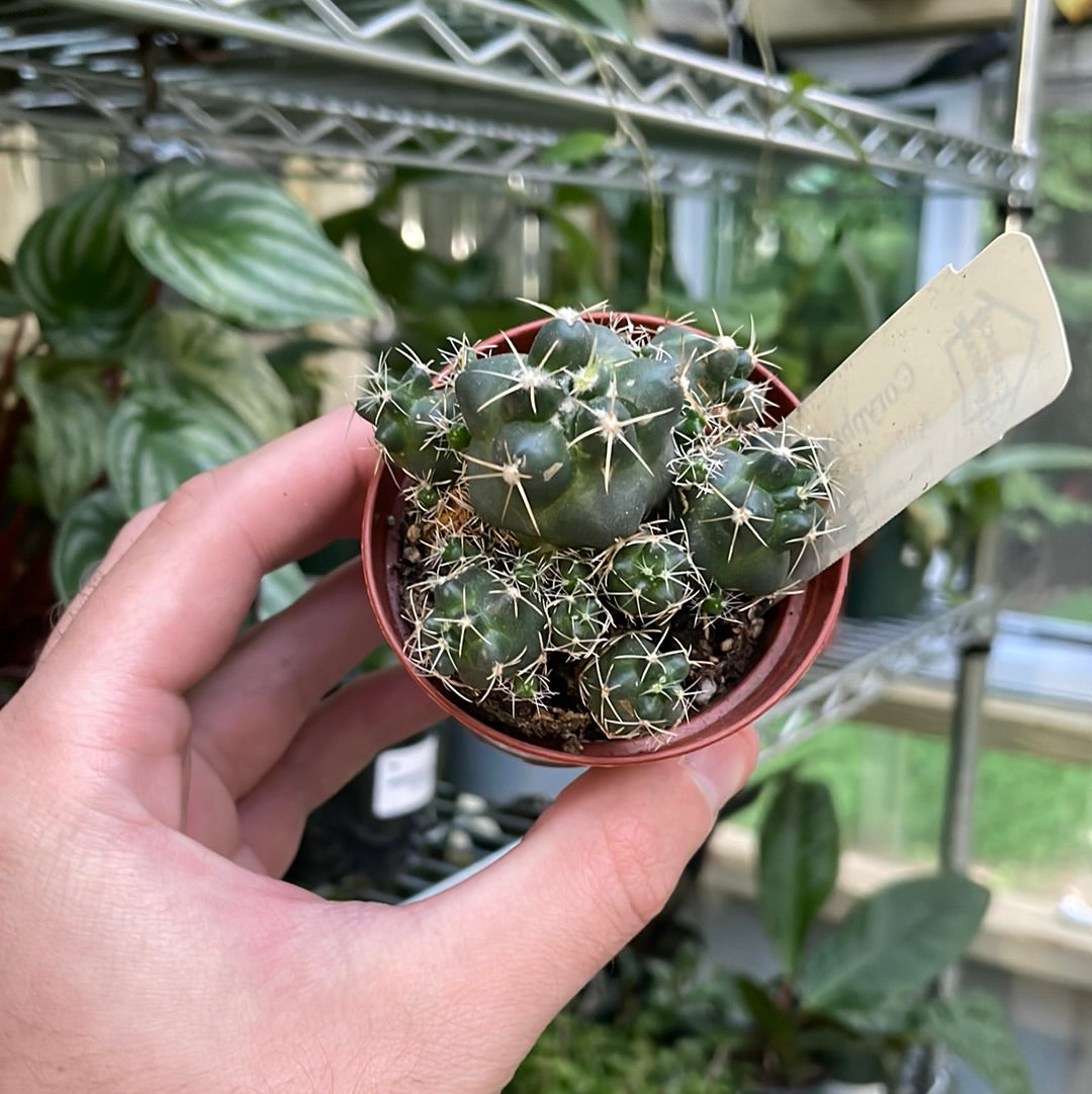 Coryphantha Macromeris