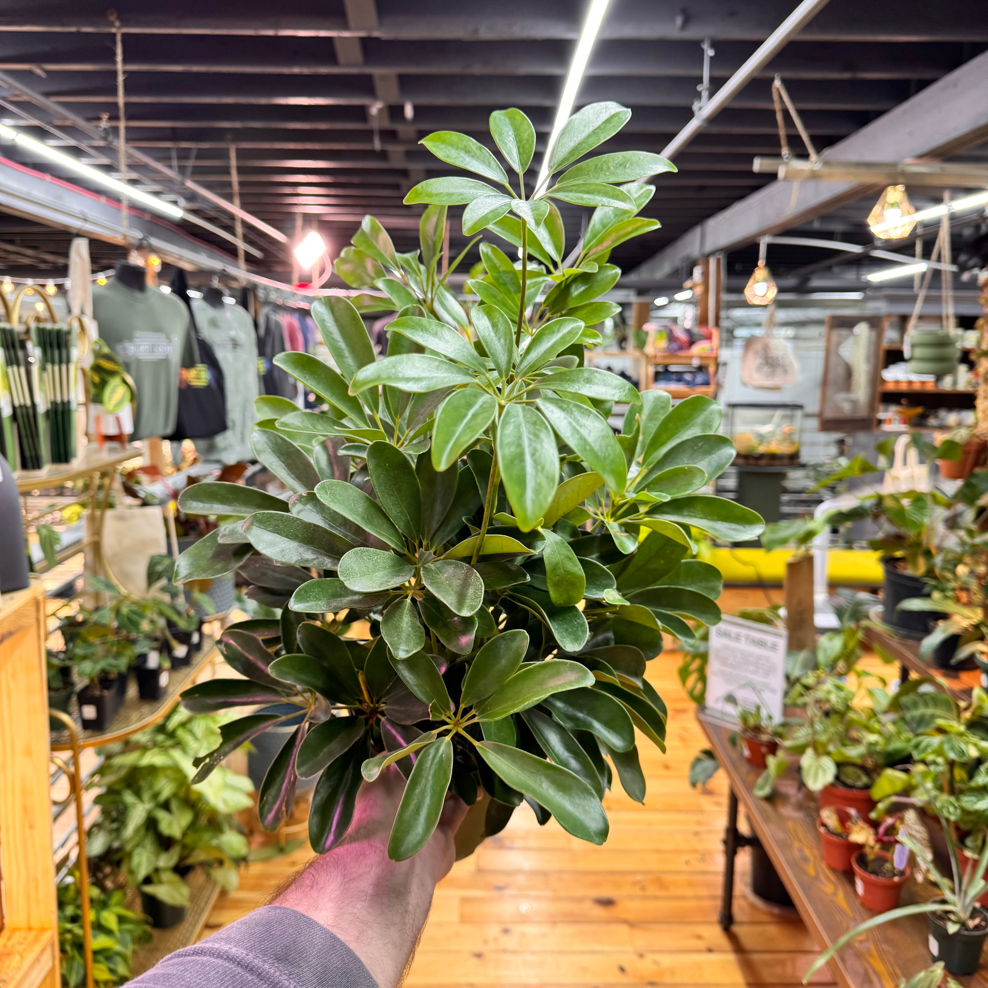 Schefflera Arboricola