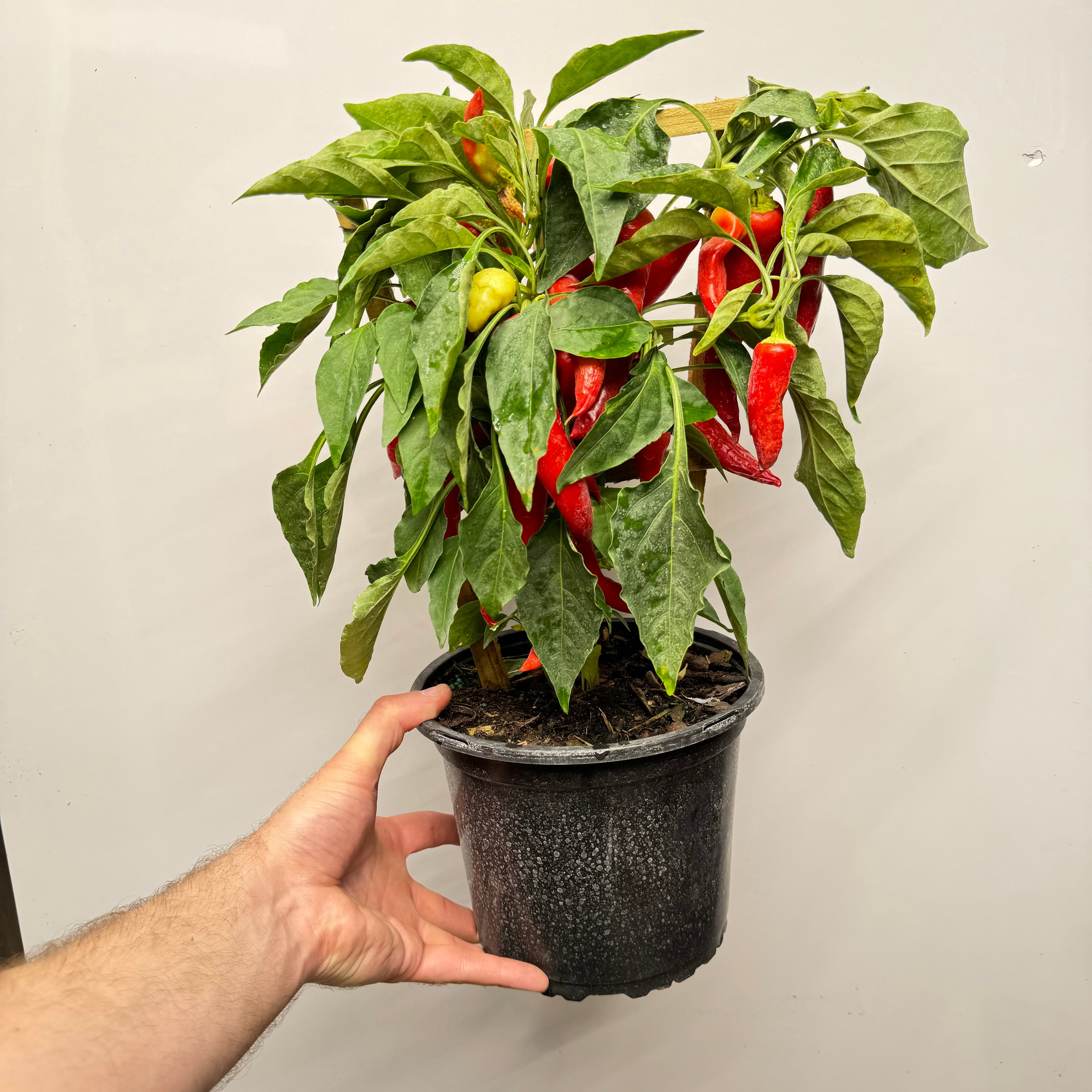 Sweet Pepper Plant