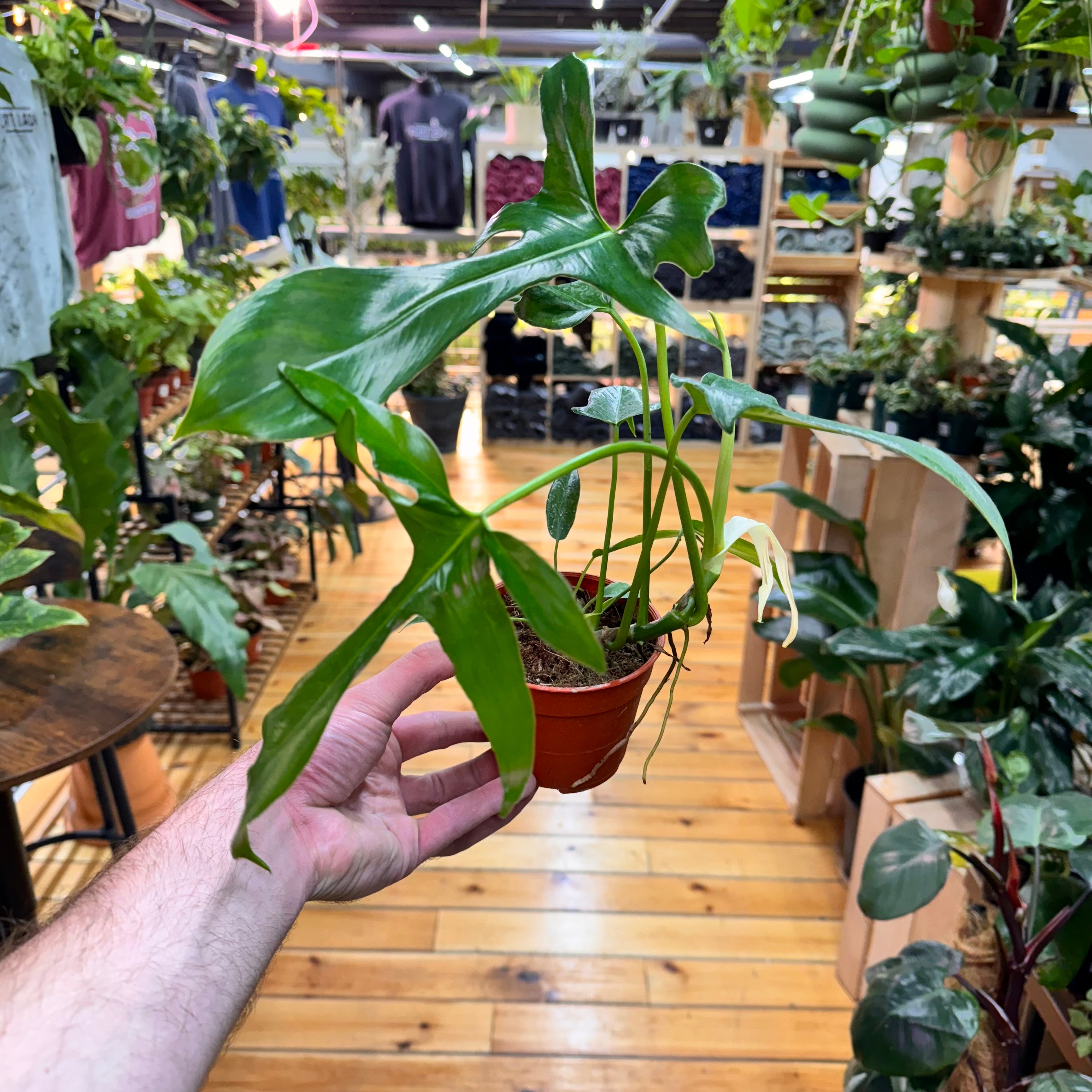 Philodendron Glad Hands