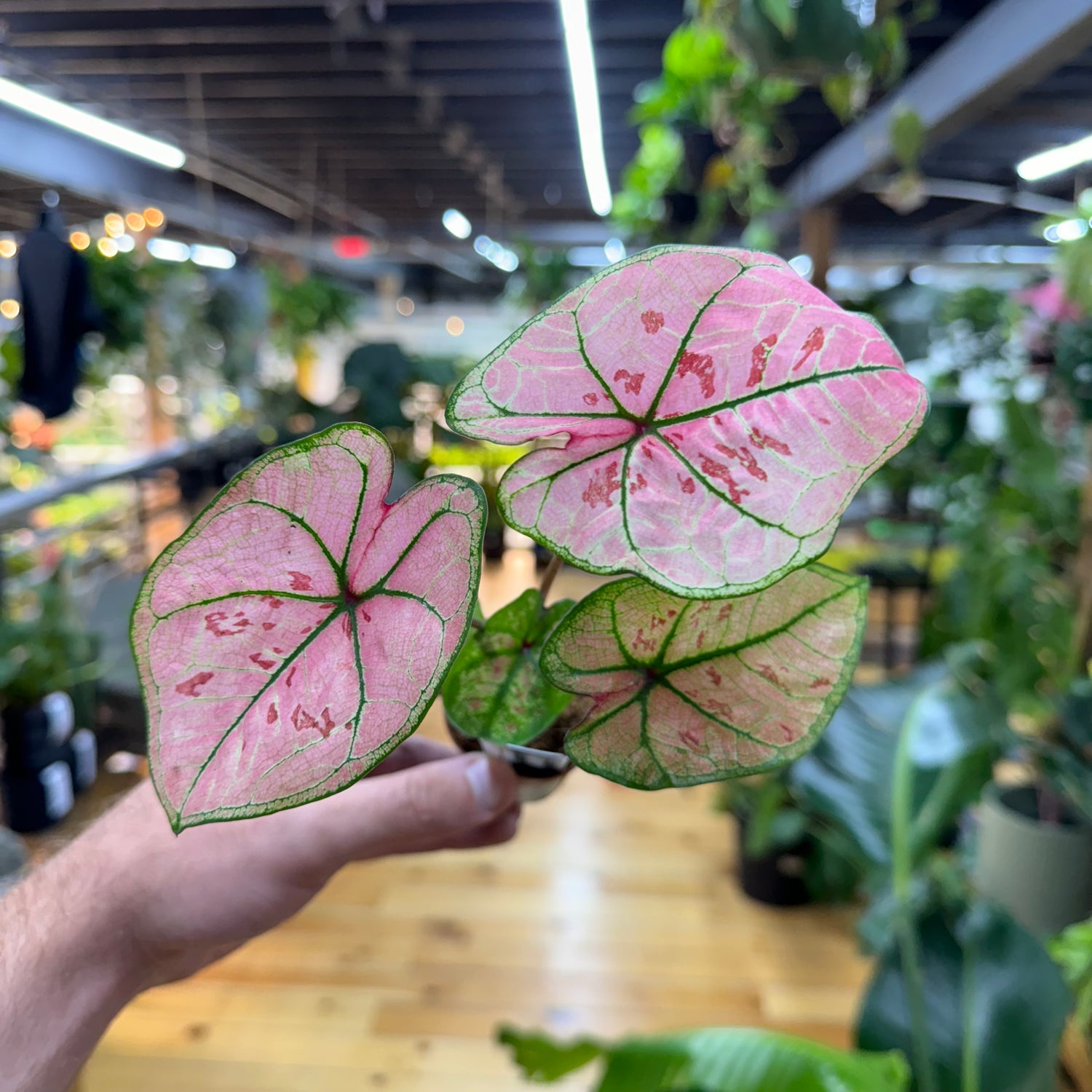 Caladium Scarlet Girl