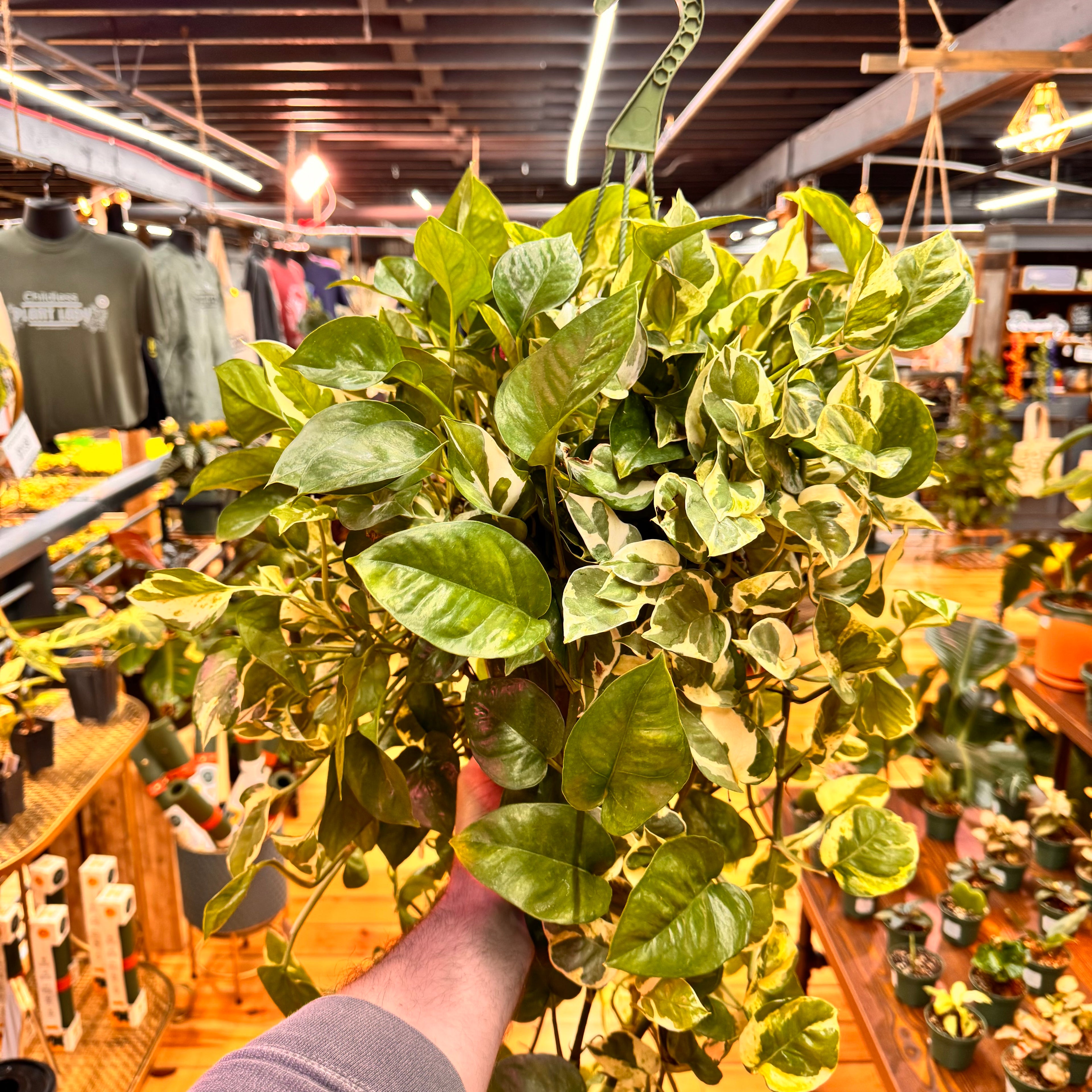 Pothos Pearls and Jade