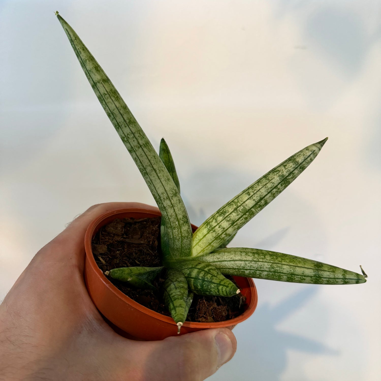 Sansevieria Boncenllensis