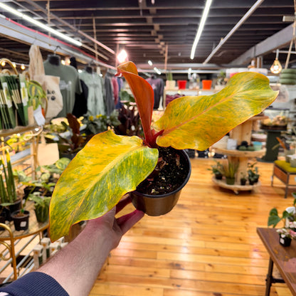 Philodendron Orange Marmalade