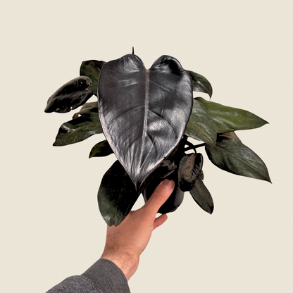 Philodendron Black Cardinal