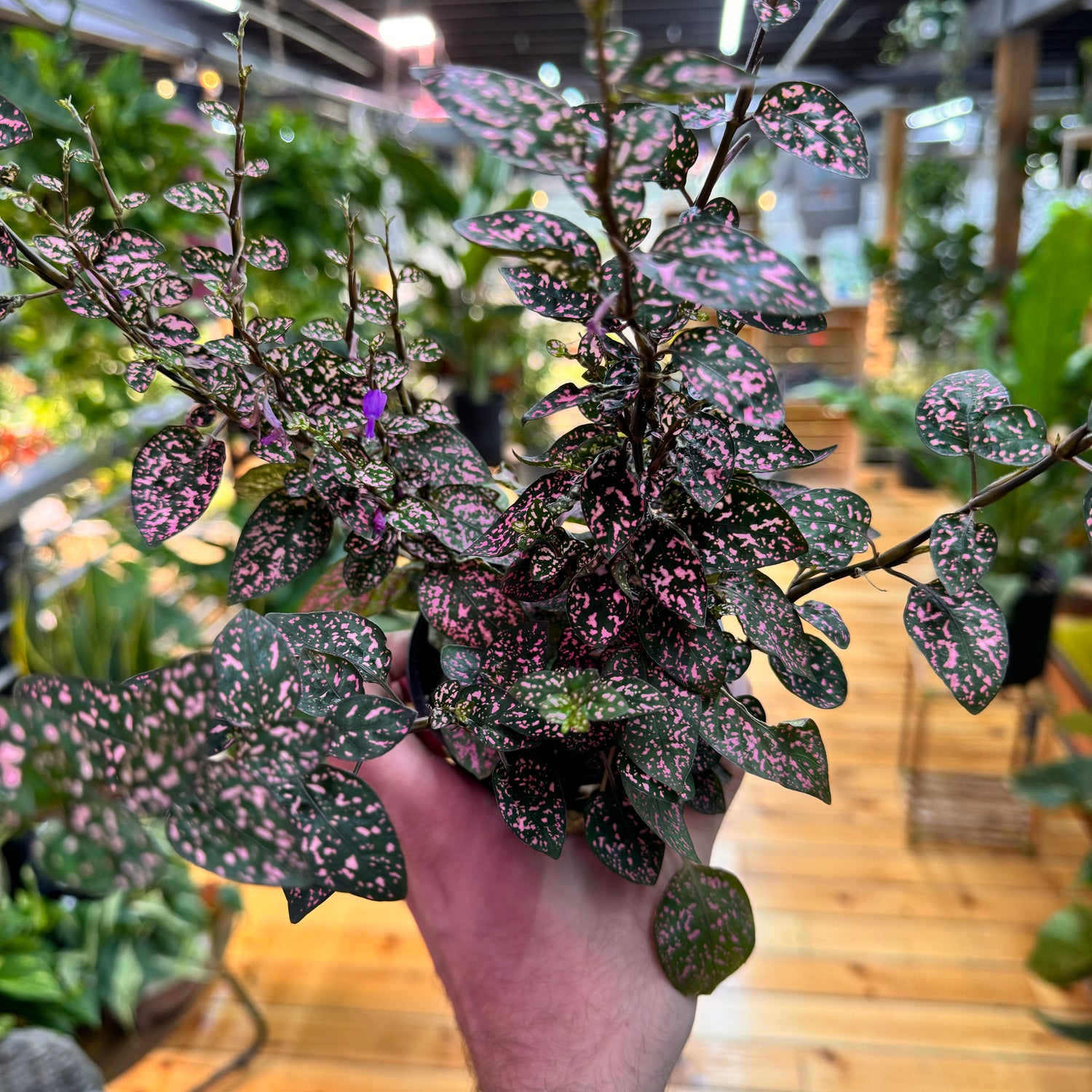 Hypoestes Polka Dot