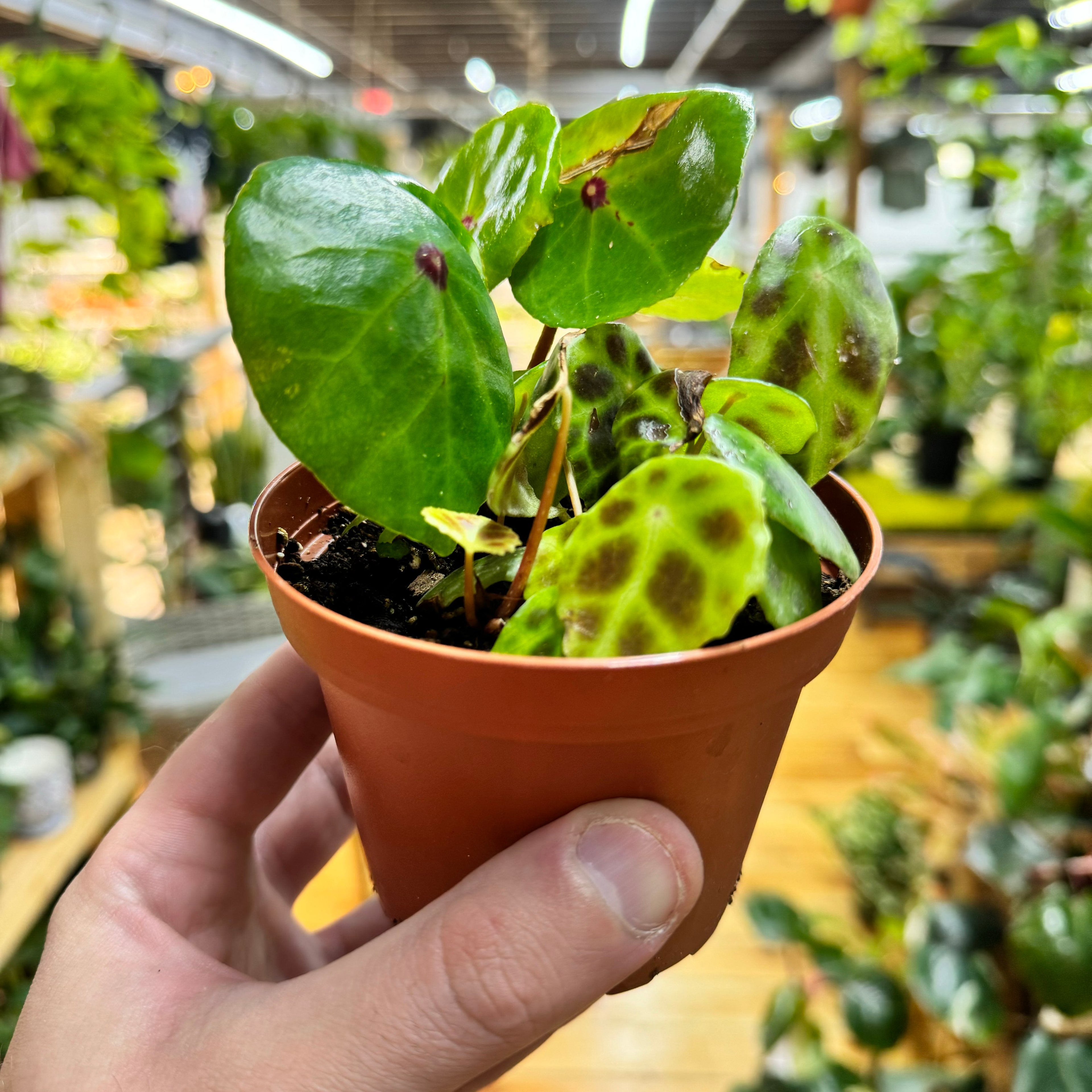 Begonia Conchifolia &amp; Kingiana