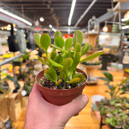 Jade Crassula Succulent