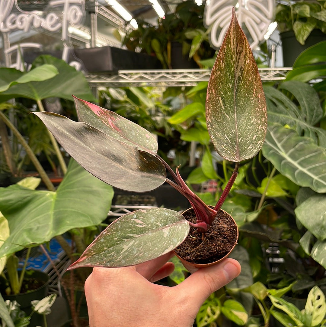 Philodendron Pink Princess Marbled