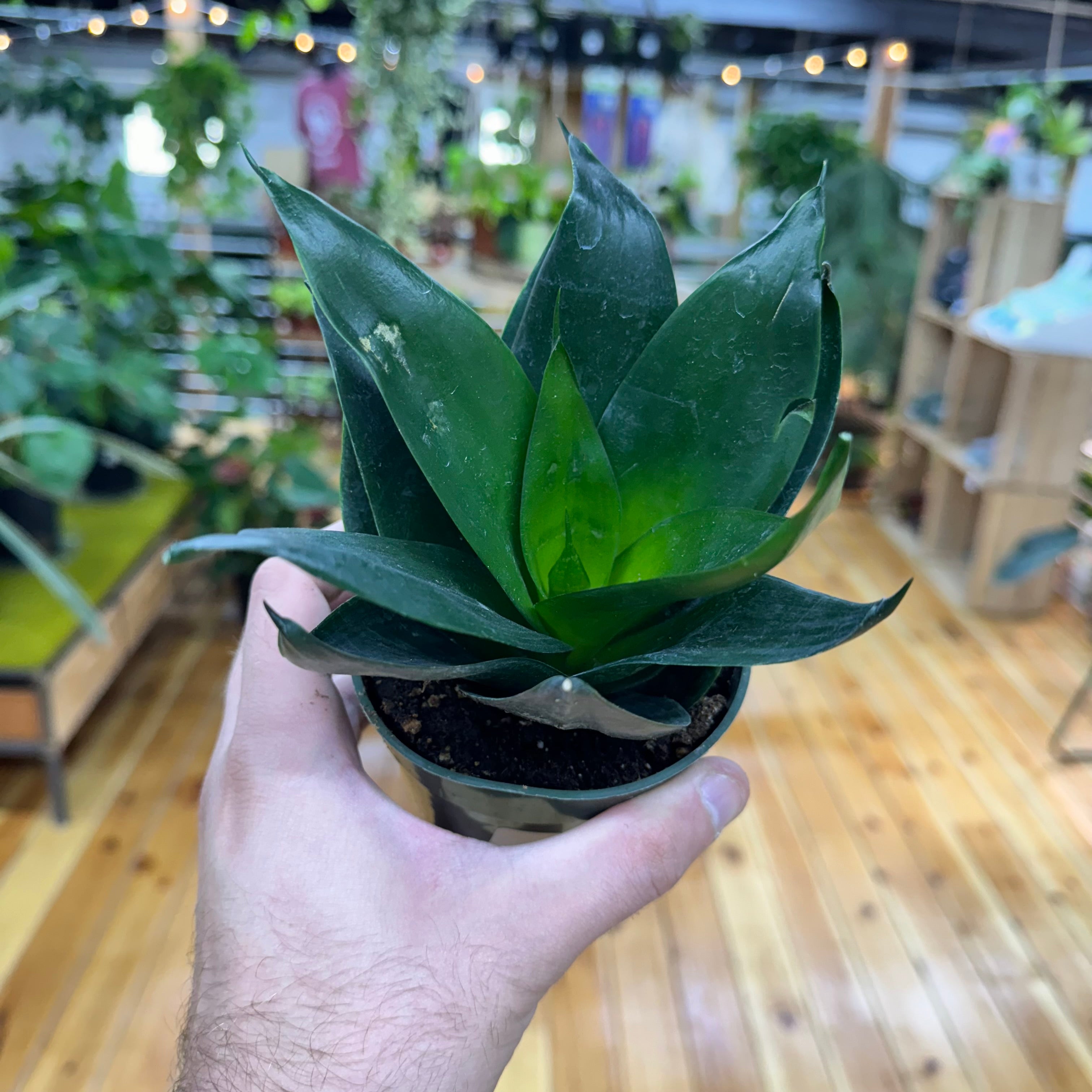 Sansevieria Hahnii