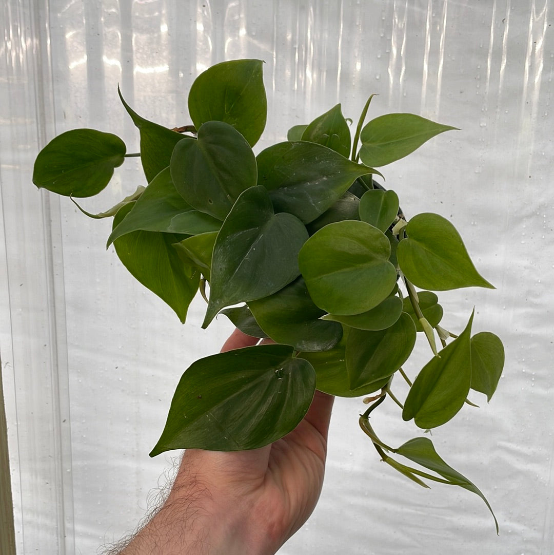 Philodendron Heartleaf