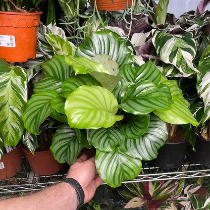 Calathea Orbifolia