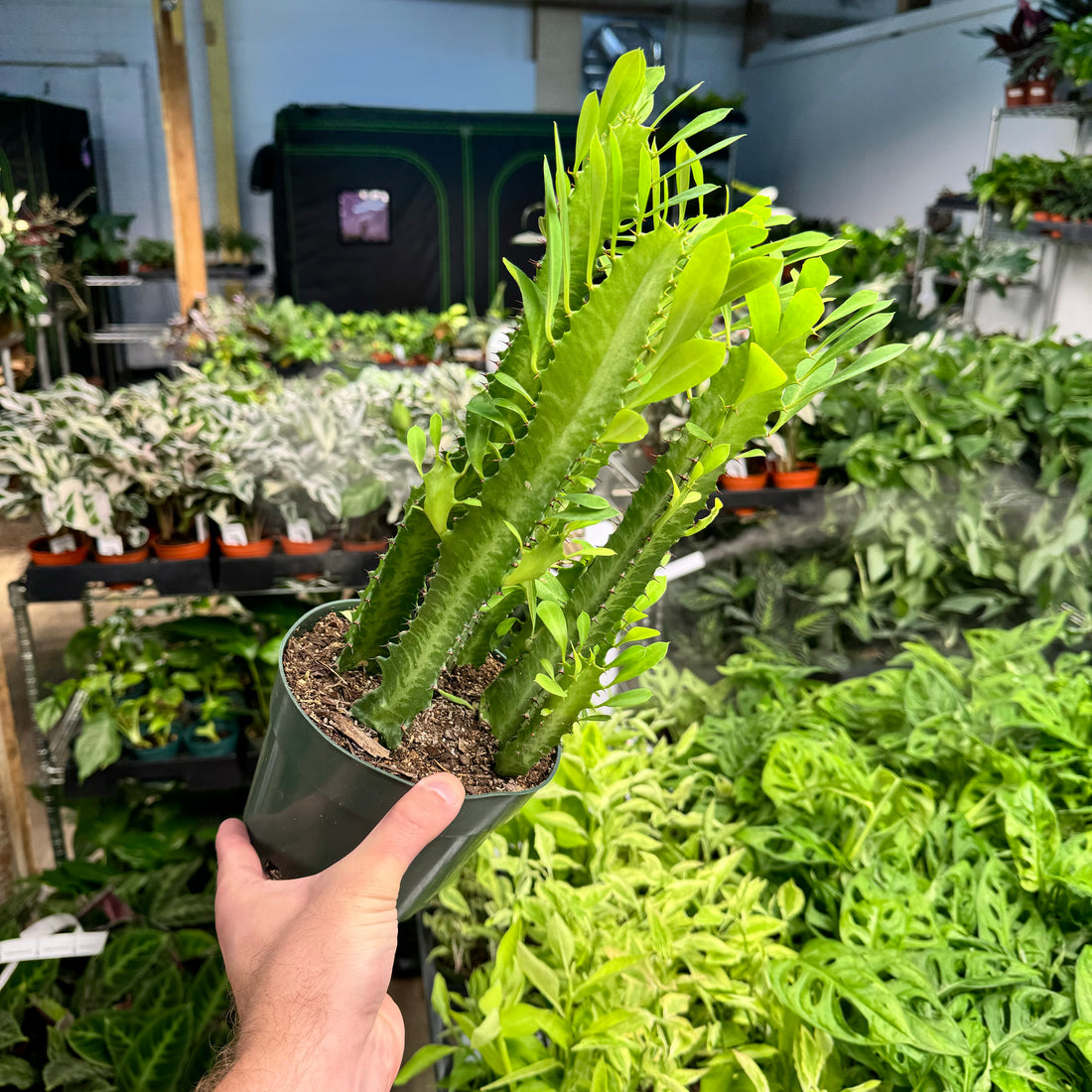 Euphorbia Trigona Green