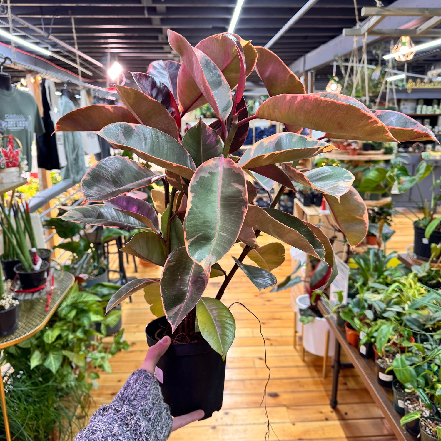 Ficus Ruby Pink